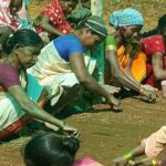 अरकु कॉफी बनी आदिवासियों की आर्थिकी का जरिया