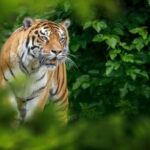 पानी भरने गई महिला पर बाघ का हमला, ग्रामीणों ने शोर मचाकर बचाई जान