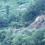 भारी बारिश का असर: यमुनोत्री हाईवे भूस्खलन से बंद, कई जिलों में येलो अलर्ट