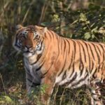 राजाजी टाइगर रिजर्व में सड़क चौड़ीकरण पर डब्ल्यूआईआई की आपत्ति, बाघों की मौजूदगी के चलते बदलेगा प्लान