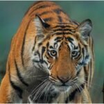 कार्बेट में बढ़ता बाघों का कुनबा, अब पहाड़ों तक पहुंच रहे टाइगर; बढ़ा मानव-वन्यजीव संघर्ष